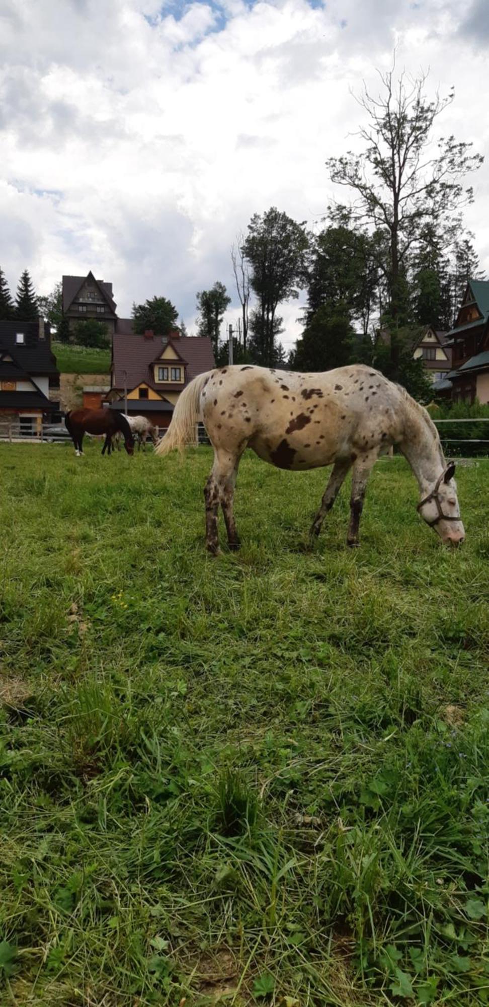 Przedsionek Tatr Chalet *